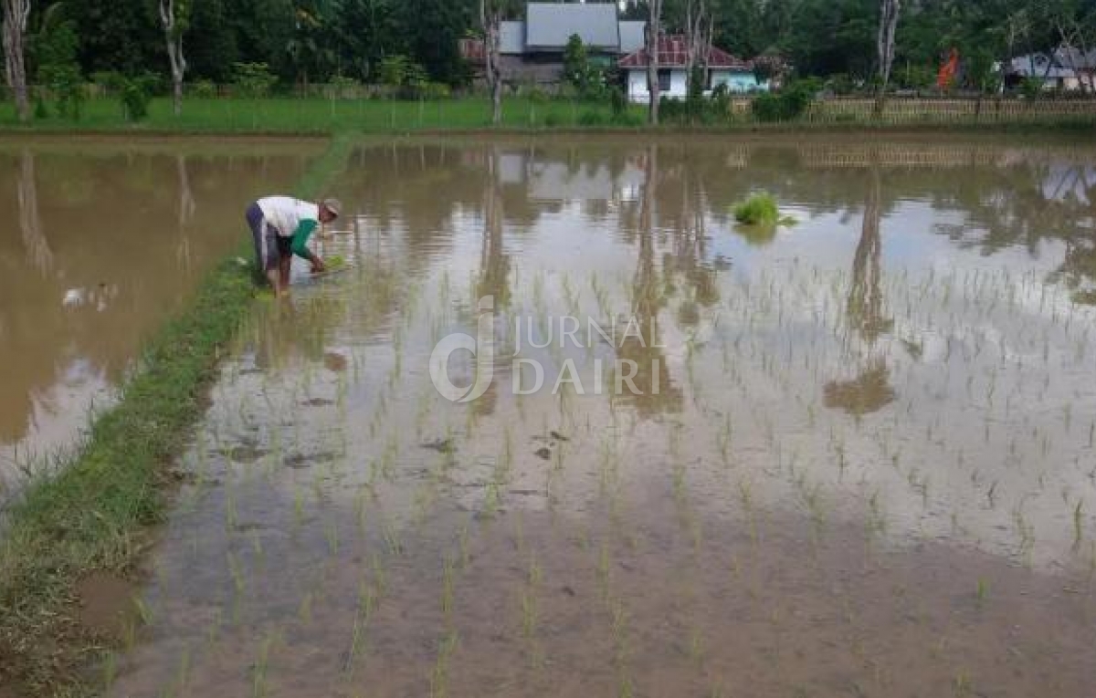 Petani Padi di Lae Mbulan Manfaatkan Hujan Berkepanjangan untuk Bertanam