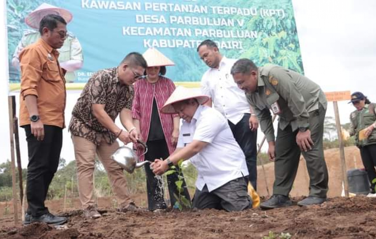 Bupati Eddy Berutu Tanam Kopi Bersama di KPT Parbuluan V